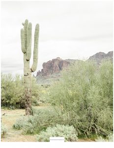 Sonoran Desert Cactus at Superstition Mountain