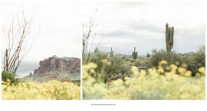 Superstition Mountains with Ocatillo and Yellow Flowers